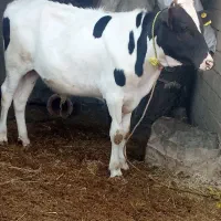 اهواز گمبوعه