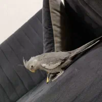 جوجه عروس هلندی دو تا سه ماه