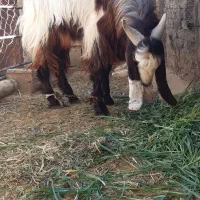 فروش گوسفند نر داشتی|حیوانات مزرعه|رونیز, |دیوار