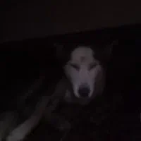 واگذاری فروش|سگ|احمدسرگوراب, |دیوار