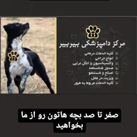 پانسیون سگ و گربه