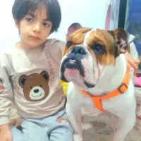 انگلیش بولداک وارداتی