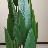 گلدان مصنوعی پرنده بهشتی|گل مصنوعی|پردیس, فاز ۱۱|دیوار