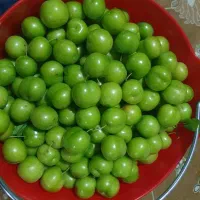 فروش باغ ویلا شرفخانه|فروش خانه و ویلا|تسوج, |دیوار