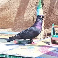 زاغ آبادانی تسو و صرب|پرنده|اردستان, |دیوار