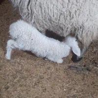 یک عدد میش زاییده با بره ماده شیر مست