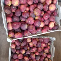 انجیر|خوردنی و آشامیدنی|کرمان, |دیوار