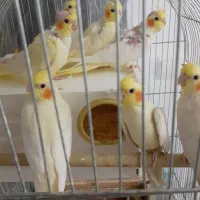 عروس هلندی لوتینو با جوجه