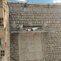 چهار عدد کبوتر|حیوانات|اردبیل, |دیوار