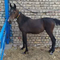 کره اسب مادیون