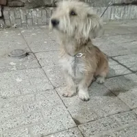 سگ پشمالو