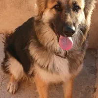 ژرمن شولاین ۹ ماهه ماده|سگ|قزوین, |دیوار