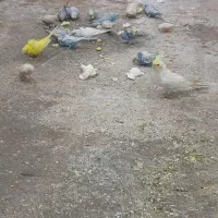 مرغ عشق معمولی و پروانیی