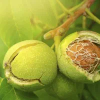 زمین کشاورزی آب و درخت دار