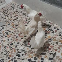مرغ پاکر