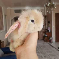 نژادکوتوله داچ درمرکز اصلی جوندگان خانگی اصفهان|موش و خرگوش|اصفهان, شاهزید|دیوار
