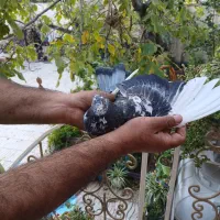کفتر، کبوتر