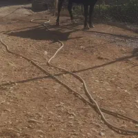 فروش گاو ماده