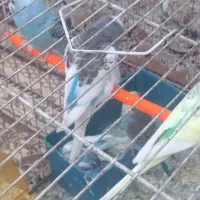 ۶عدد مرغ عشق برافروش|پرنده|مشهد, طبرسی شمالی|دیوار