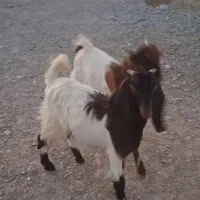 کهره نر و ماده|حیوانات مزرعه|جنت, |دیوار