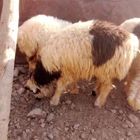 سلام دوتا کوه چاق|حیوانات مزرعه|ایذه, |دیوار