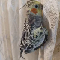 پرنده|پرنده|همدان, |دیوار