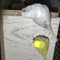 مرغ عشق|پرنده|مشهد, شترک|دیوار