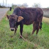 گاو با گوساله ماده جرسی|حیوانات مزرعه|فومن, |دیوار