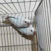 کوتوله تراکویسه|پرنده|بندرعباس, |دیوار