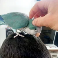 راهب و کوتوله و گرینجیک