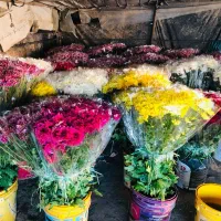 گل داودی تعداد/ در ۴ فصل سال|گل و گیاه طبیعی|پاکدشت, پاکدشت (مامازند)|دیوار