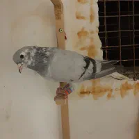 چپ افشون