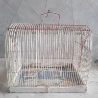 قناری قفس سهره خاکی