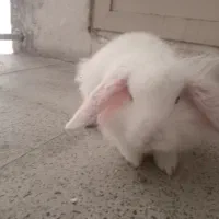 خرگوش سفید نر فقط ۵۰۰|موش و خرگوش|اندیشه, اندیشه فاز ۱|دیوار