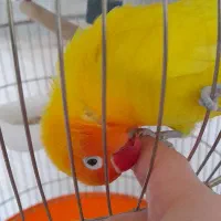 طوطی برزیلی