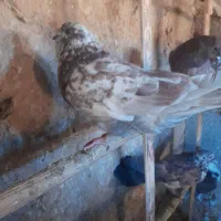 کبوتر|پرنده|ماکو, |دیوار