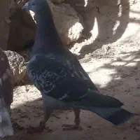 کبوتربورمگس مسافتی