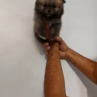 توله پامرانین|سگ|ماهدشت, |دیوار