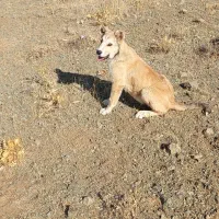 توله سگ پژدر گمشده