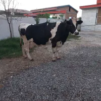 گاو۵۵کیلو شیر ابستن|حیوانات مزرعه|بندر ترکمن, |دیوار