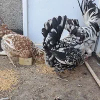 ۳ عدد مرغ گلین کرچ و بسیار خوش رنگ