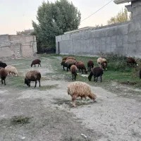 فروش بره نروماده