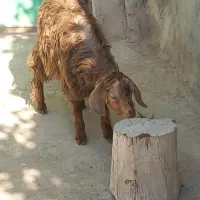 بزغاله چاق نربرای قربانی|حیوانات مزرعه|بناب, |دیوار