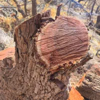 فروش چوب عناب|خدمات باغبانی و درختکاری|بیرجند, |دیوار