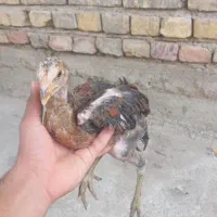 جوجه لاری