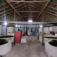 ماهی خاویاری|ماهی|لولمان, |دیوار