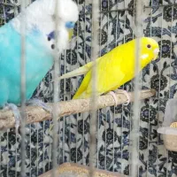 مرغ عشق|پرنده|سمنان, |دیوار
