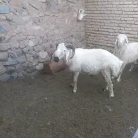 شیشک فروشی