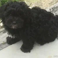 سگ پیدا شده