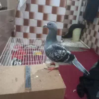 کفتر مفت